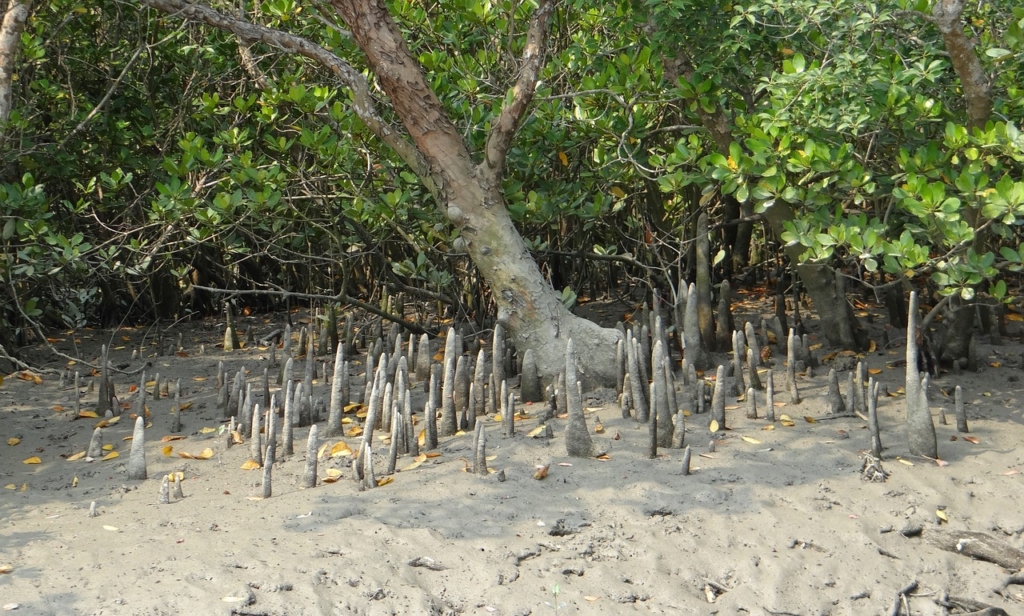 Sundarbans, West Bengal