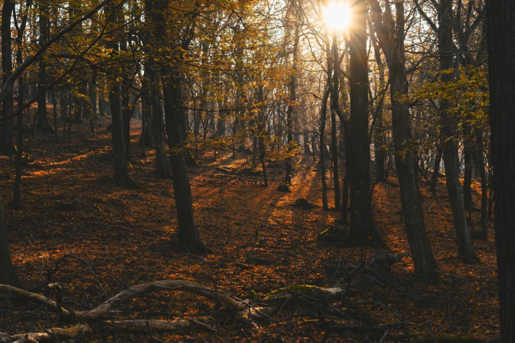 Sahyadri Sacred Groves (Maharashtra)