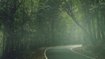 "Mystical Groves: Sacred Forests You’ve Never Explored"