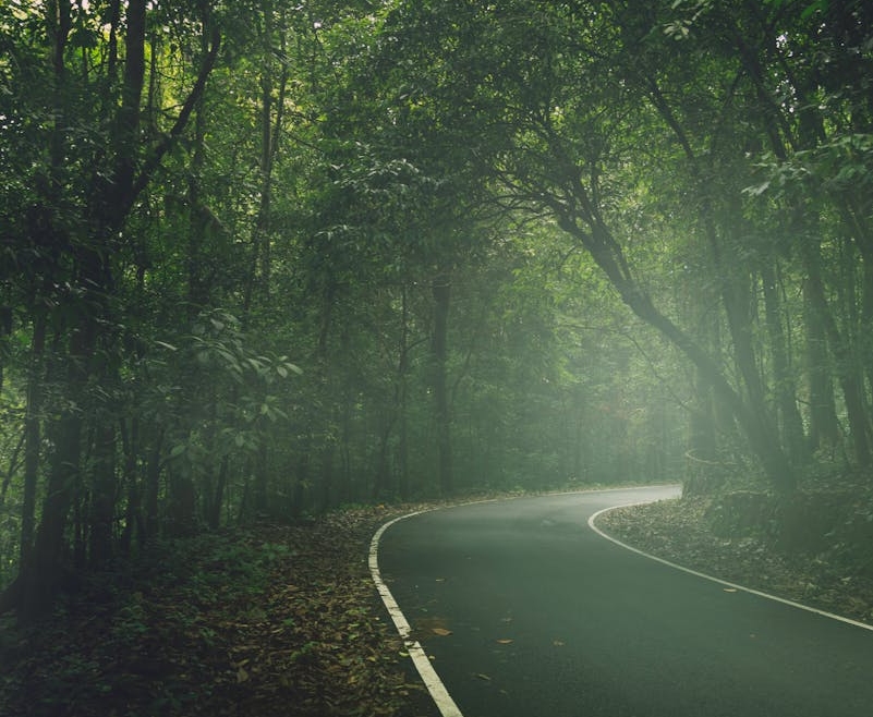 "Mystical Groves: Sacred Forests You’ve Never Explored"