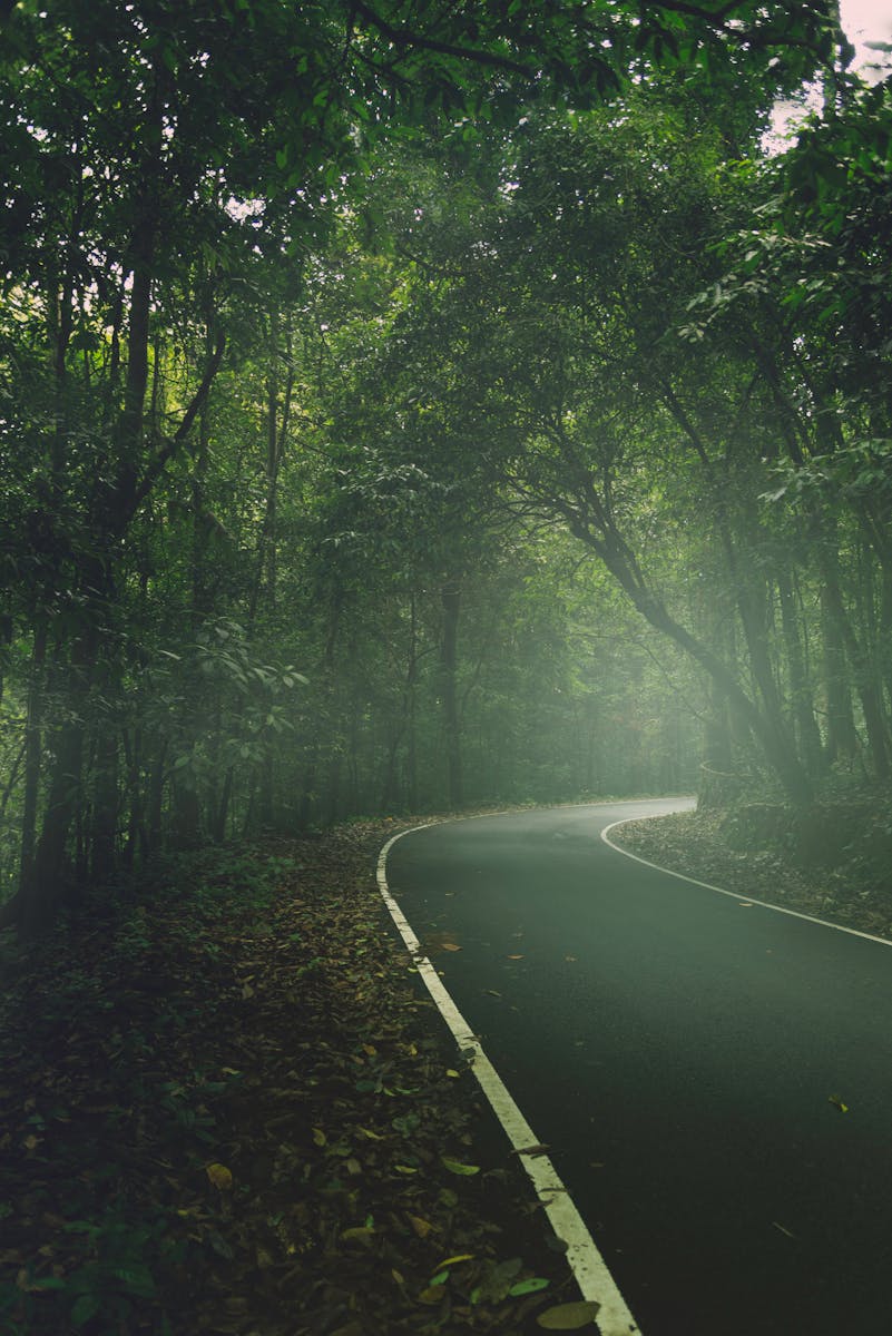 "Mystical Groves: Sacred Forests You’ve Never Explored"