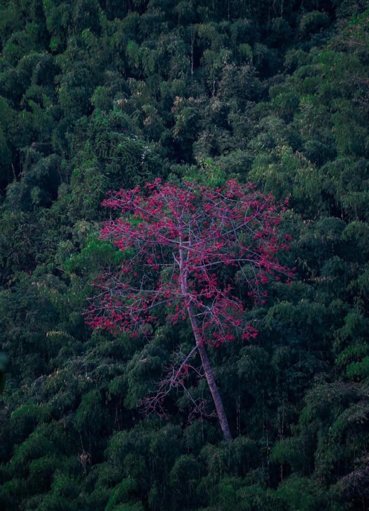 Phawngpui, Mizoram