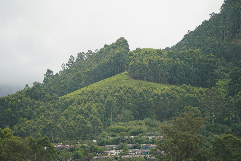 Moplah Thiruvathira (Kerala)